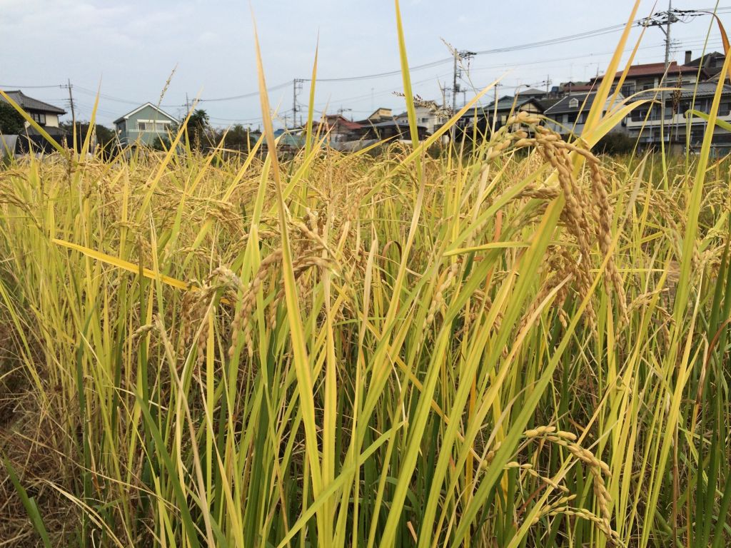 自然農の米