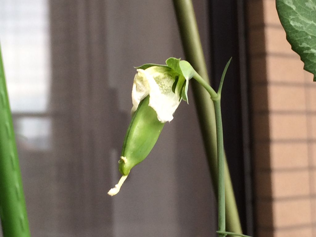 花が咲いたスナップエンドウに豆の赤ちゃん