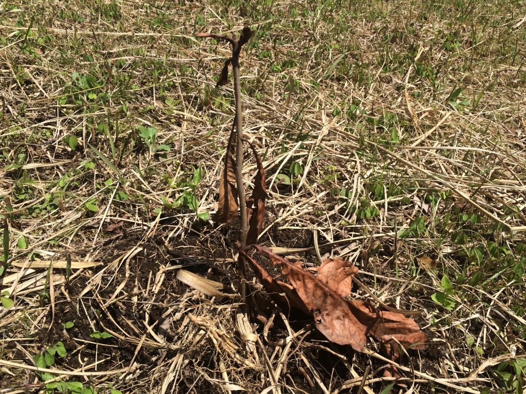 先月末に植えた枇杷の苗木とクスノキの苗木