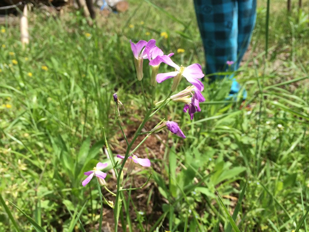 大蔵大根の花