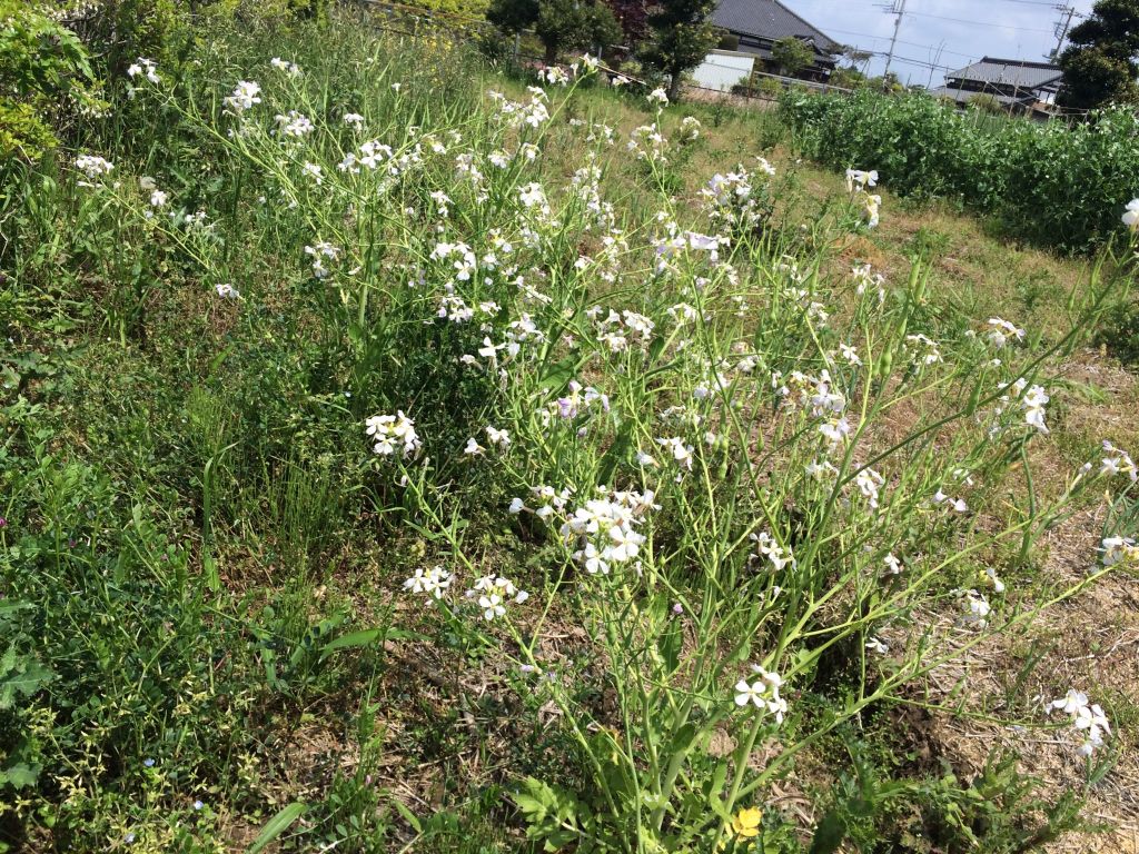 種取り用の大蔵大根