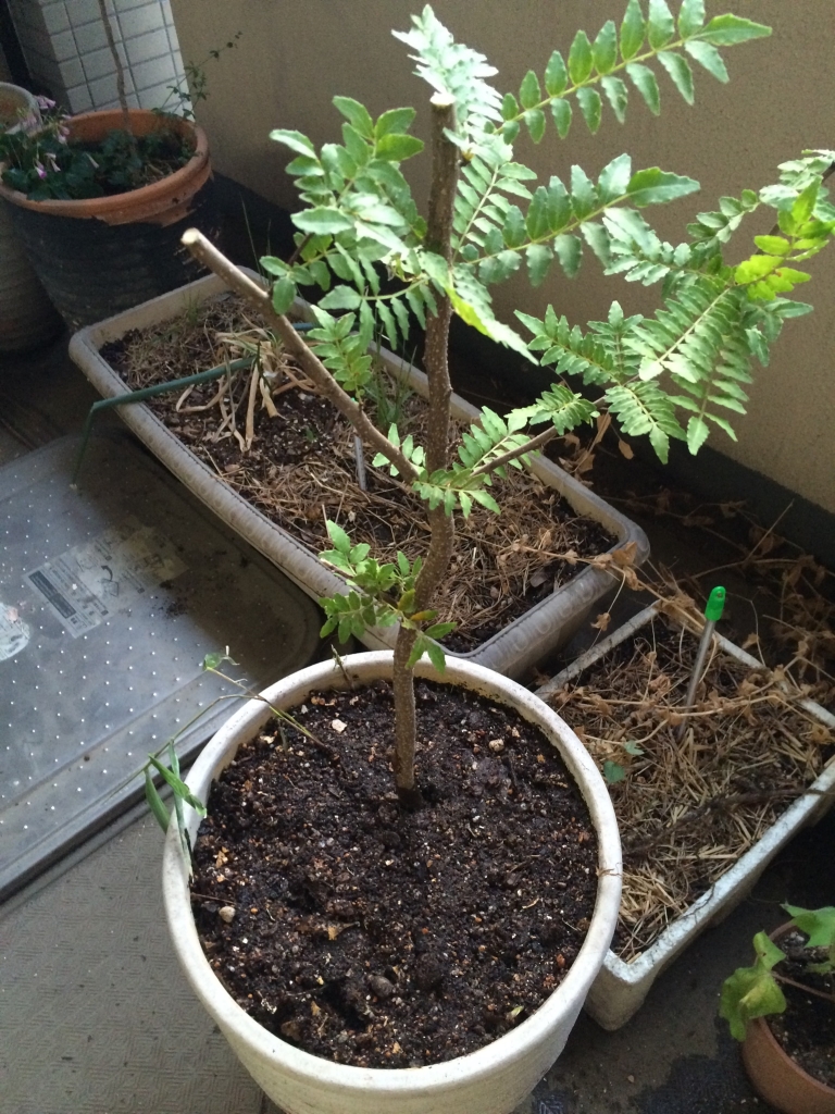鉢植えした山椒の木
