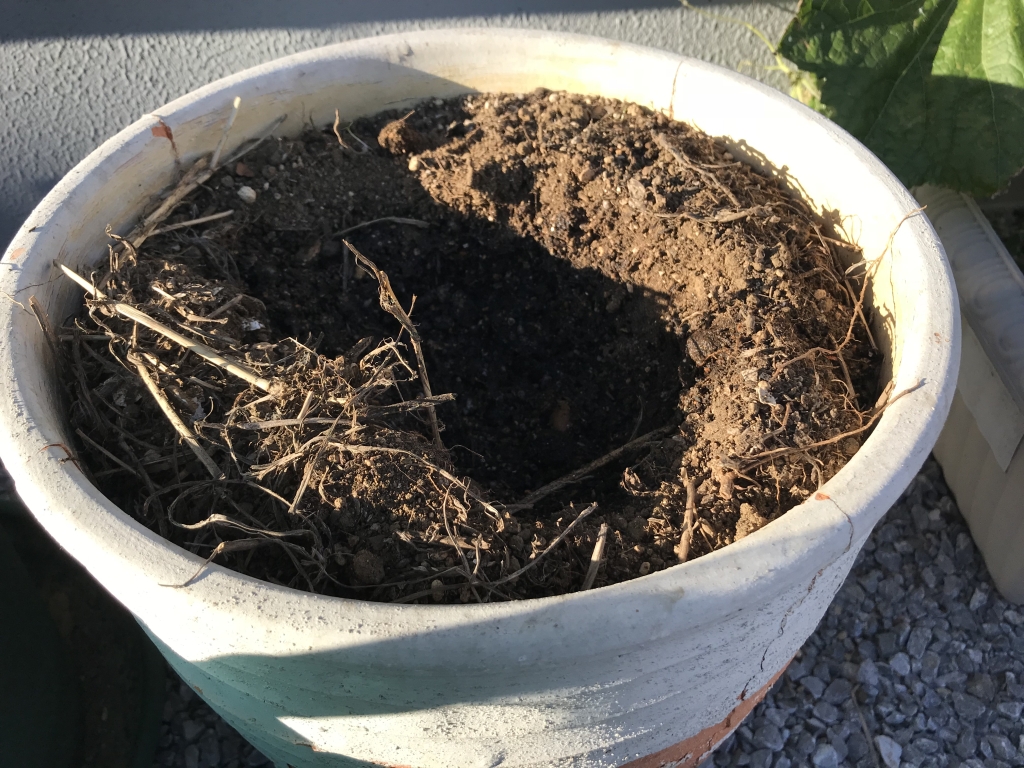 植木鉢に土を入れ、水を十分に含ませてから植えました。