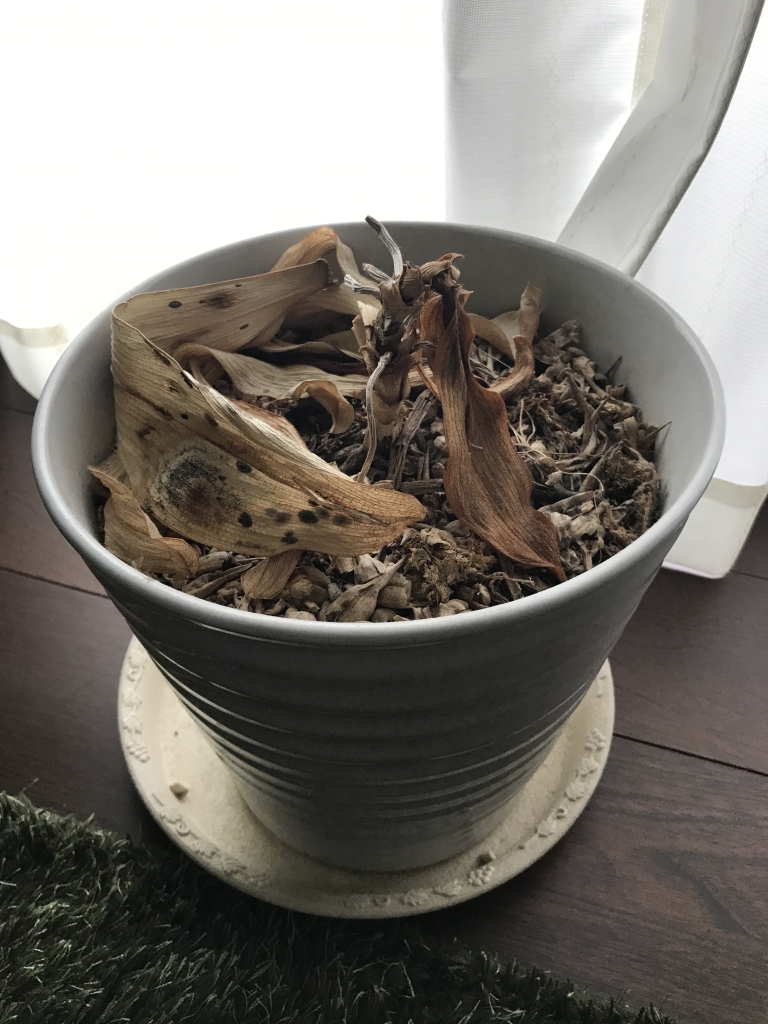 胡蝶蘭が枯れてしまった植木鉢