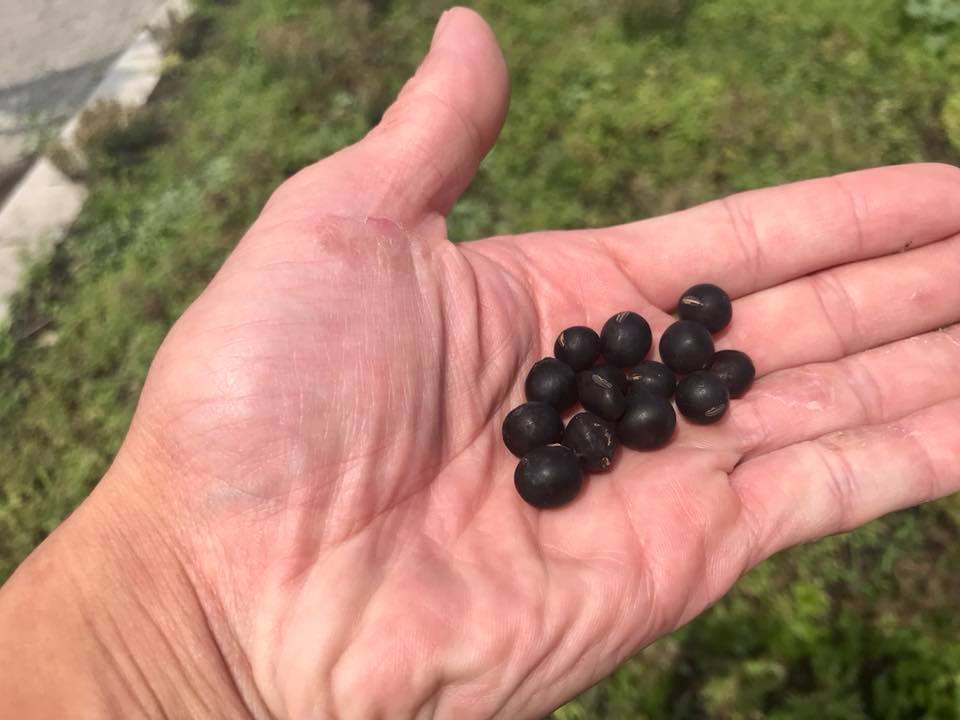 自然農畑で採れた黒大豆