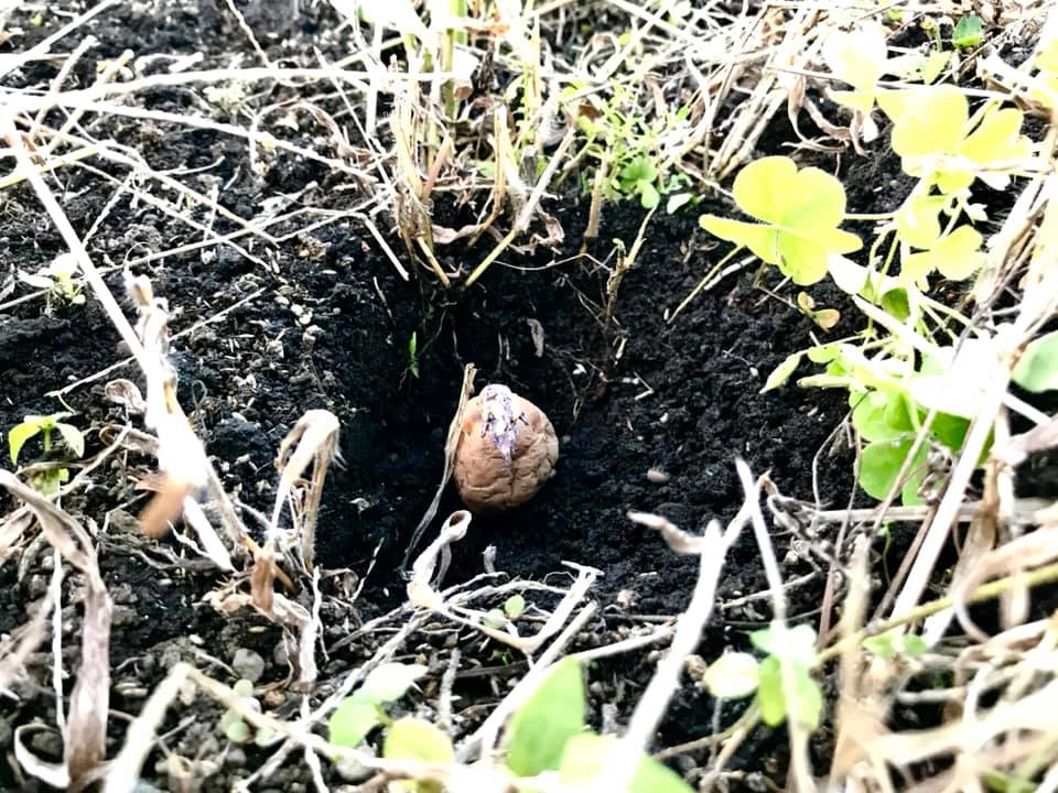 穴をほって種芋を埋めるところ