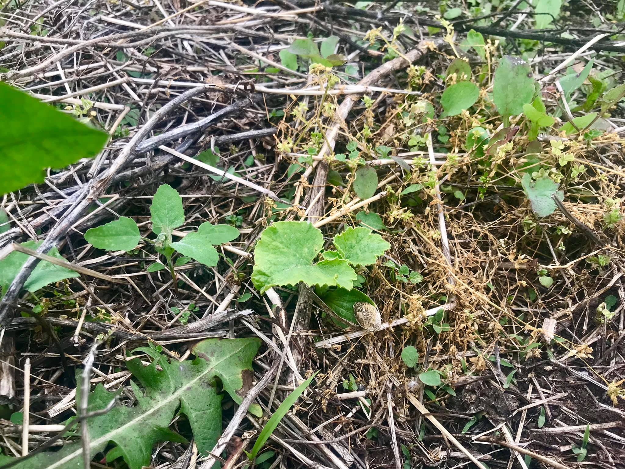 誕生の喜び 里芋と鈴かぼちゃが発芽 19 05 04 まんまる楽園