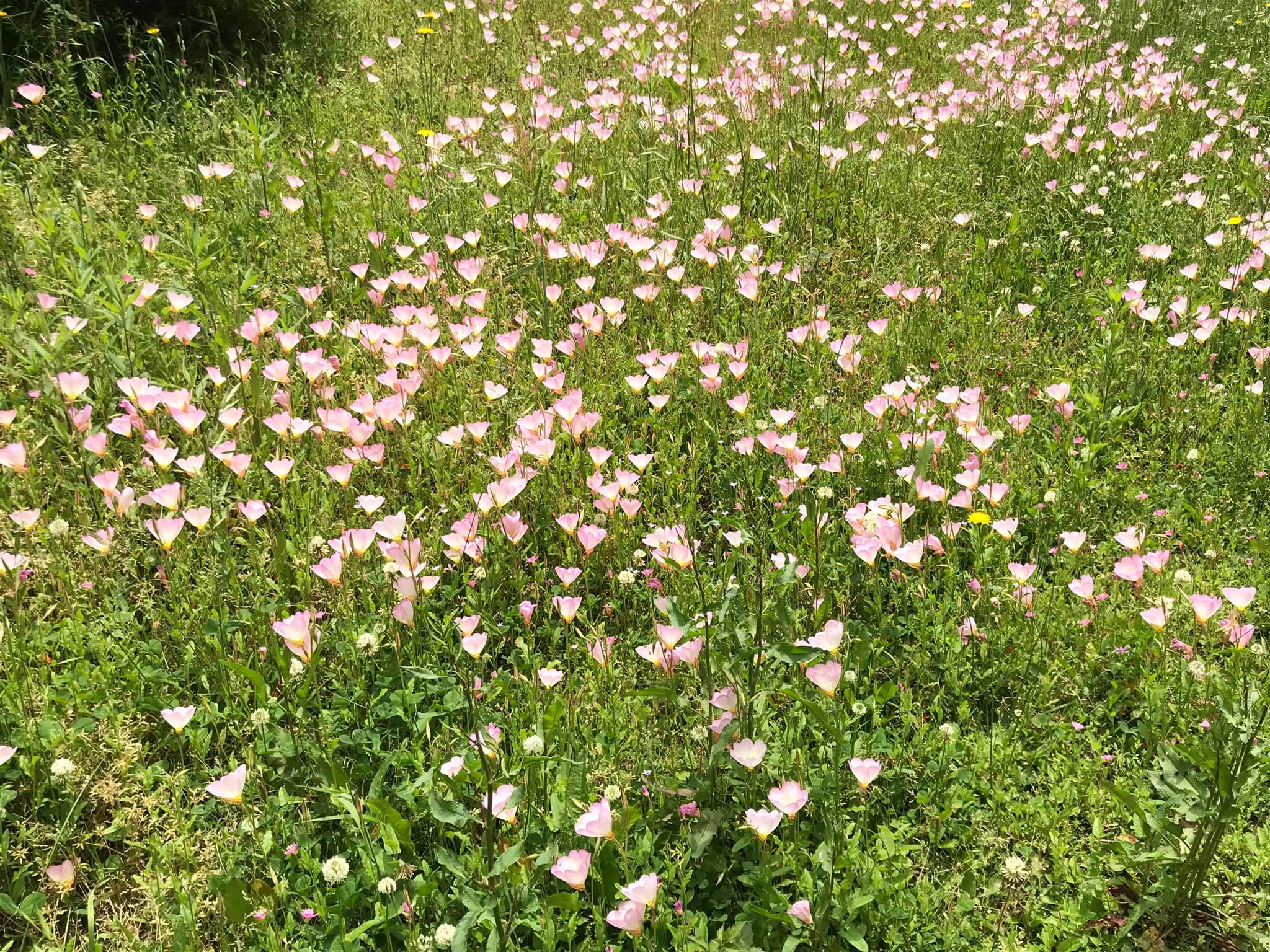 近所に咲いていたピンク色のきれいな草花