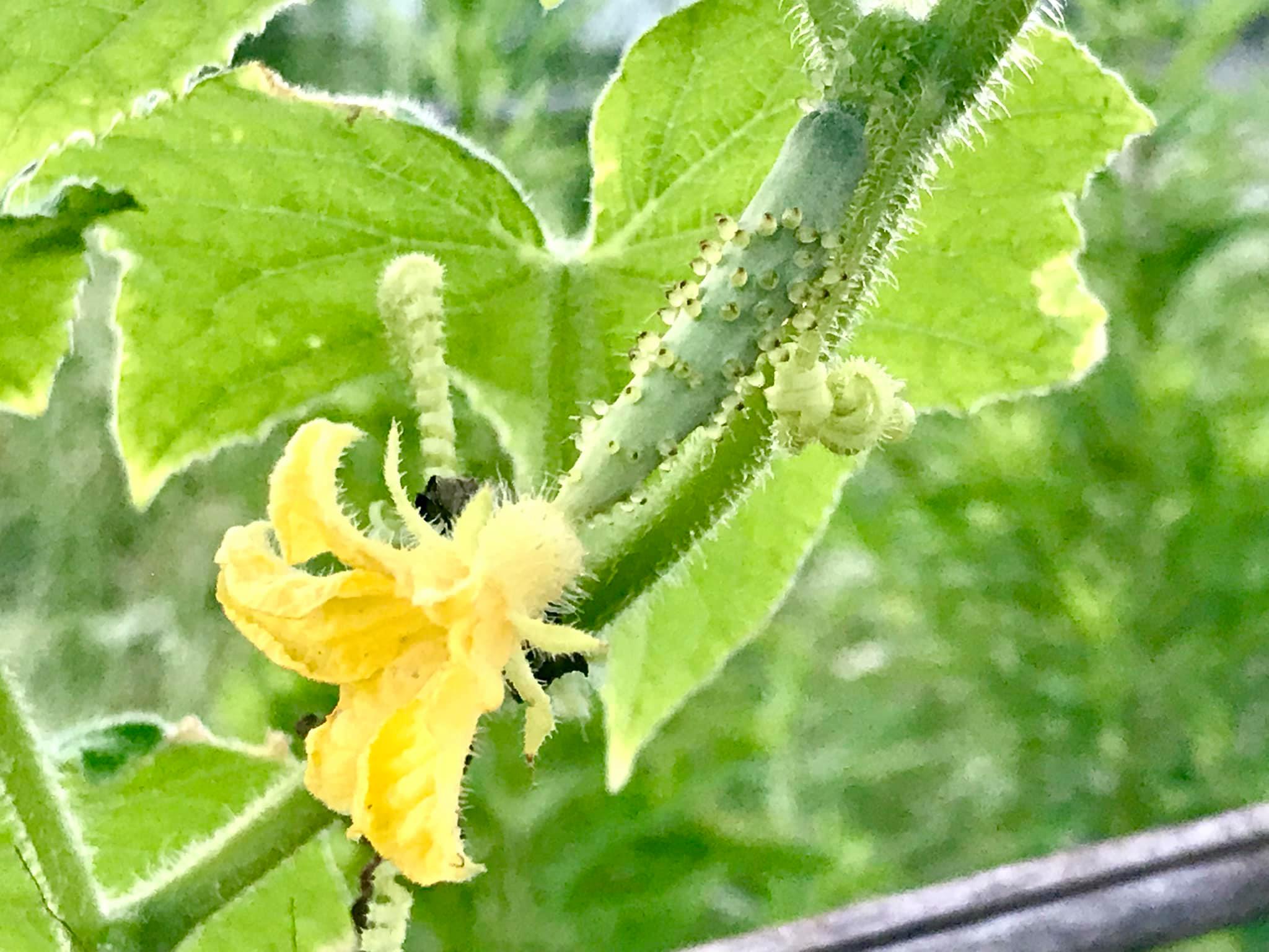 自然農 咲きました きゅうり ところで 花が咲く とは 19 08 13 まんまる楽園