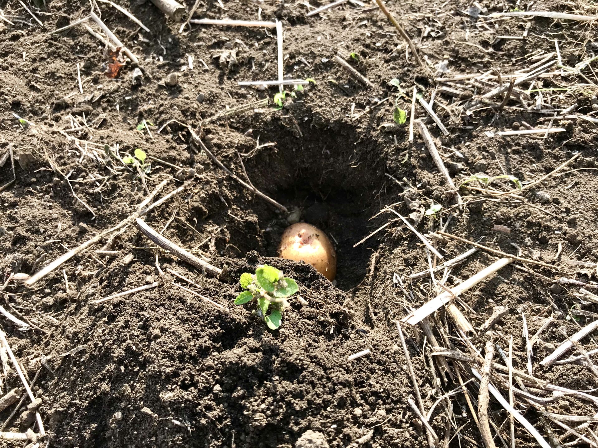 新品種の種芋を埋めたところ