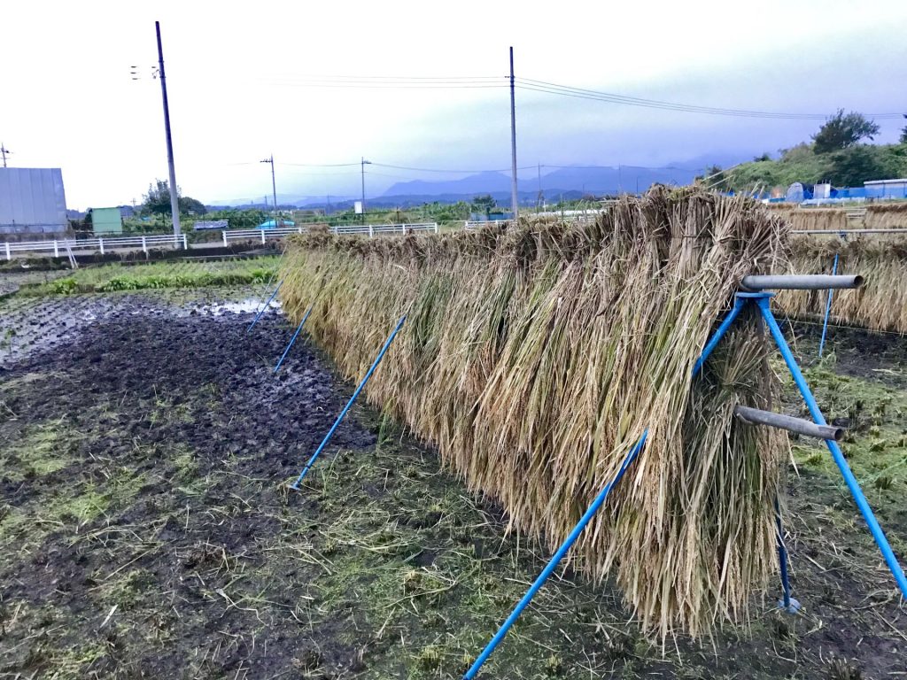 こちらが稲架掛け。２段に干すのを初めて見ました。