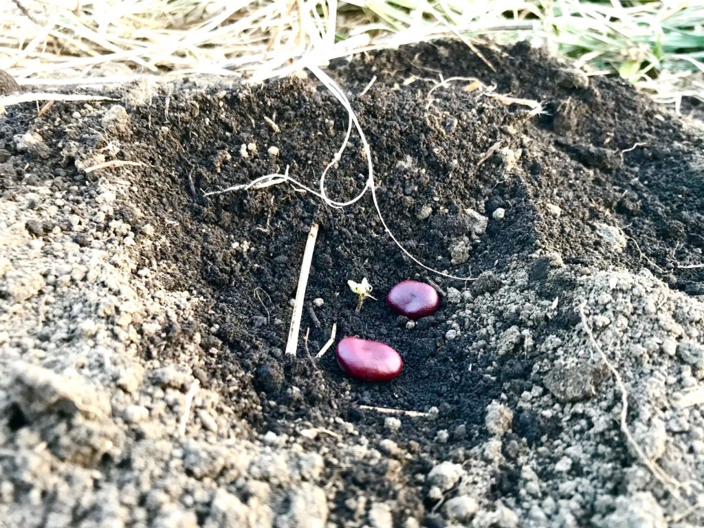 赤そら豆の種を2粒ずつ蒔きました