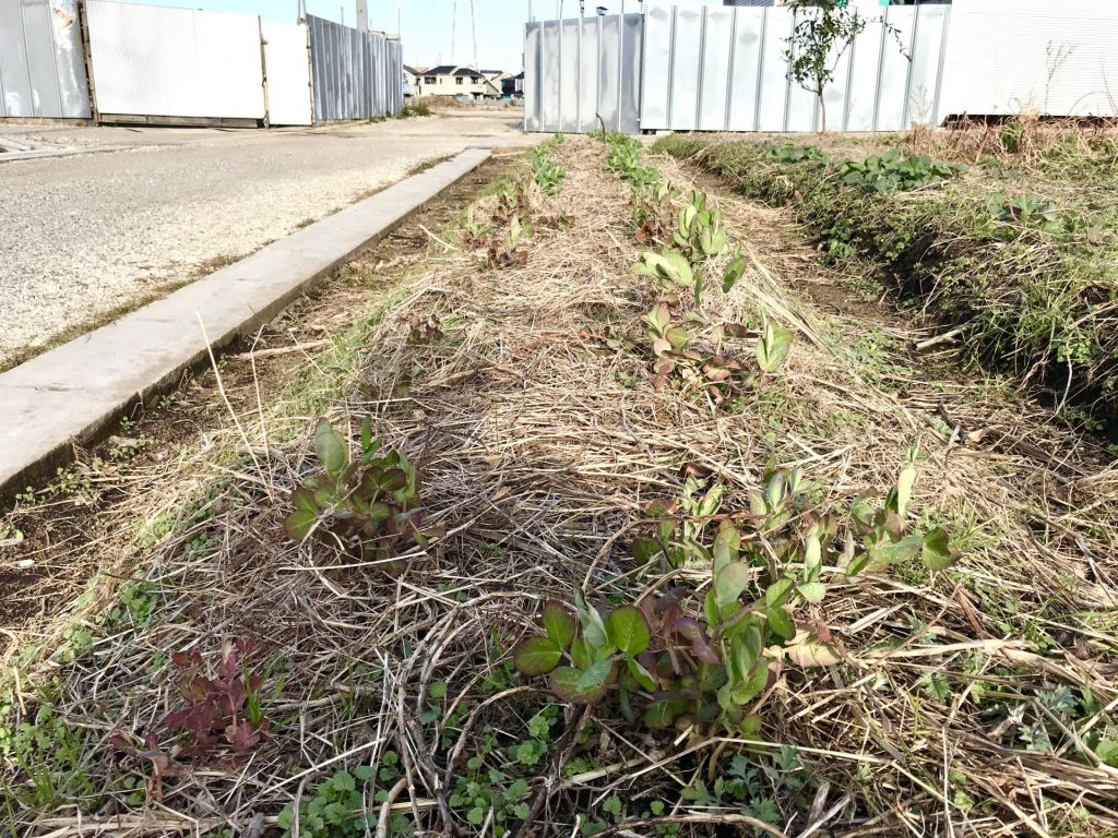 自然農 お豆の摘心と間引き まんまる楽園