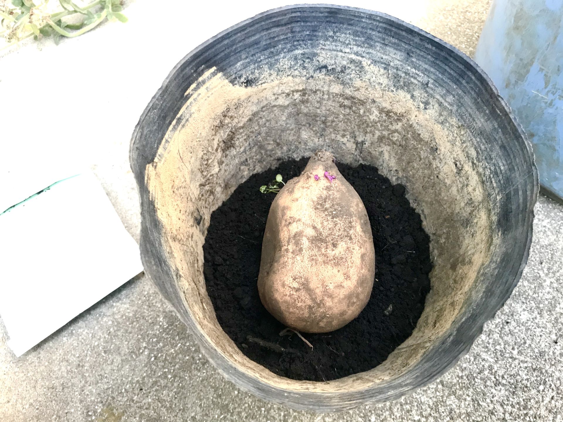 苗ポットに種芋を植えてみたところ。あとから土をかぶせました
