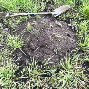 この少し土が盛り上がった下にヤーコンと里芋を地中保存していました