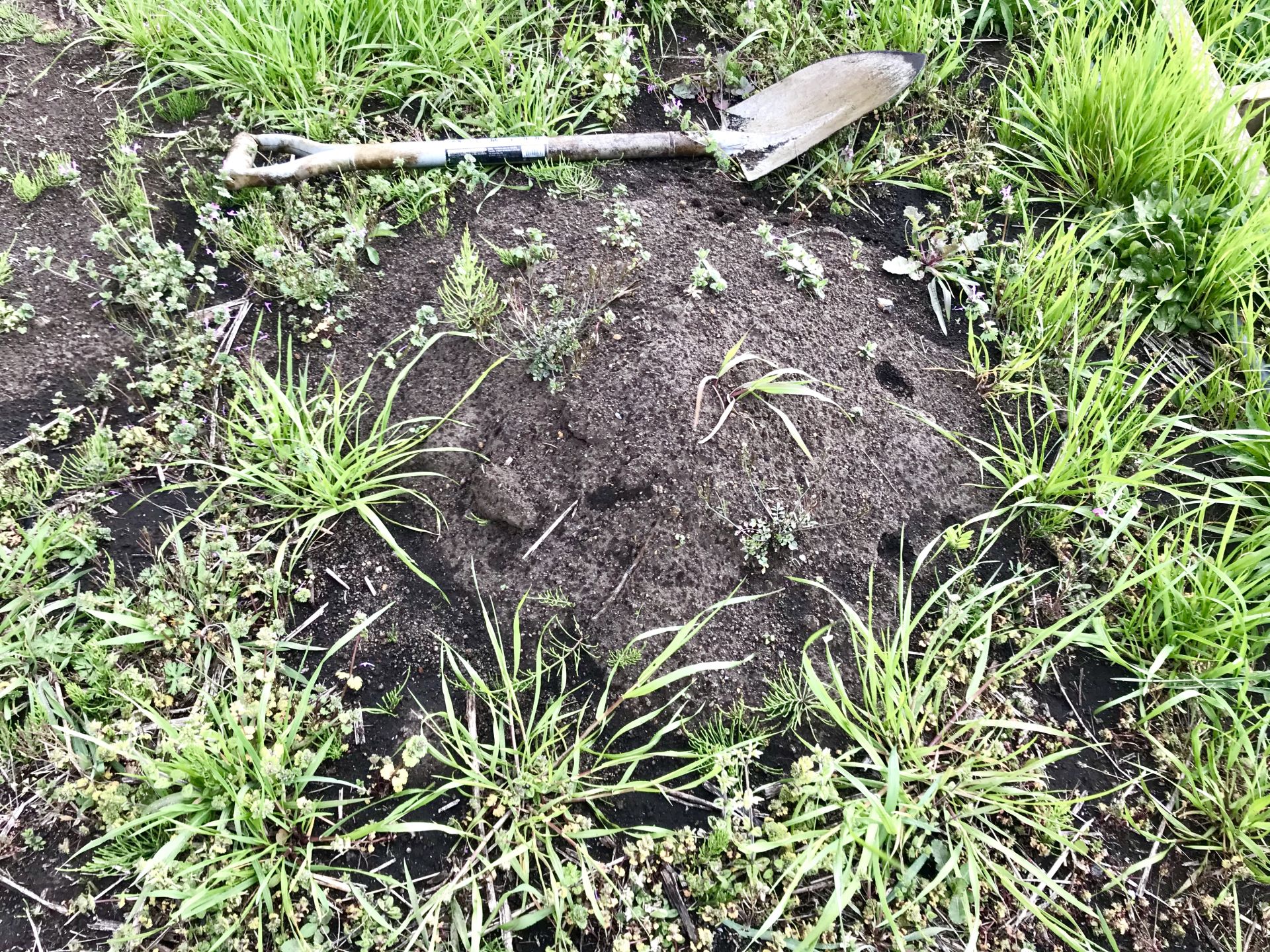 この少し土が盛り上がった下にヤーコンと里芋を地中保存していました