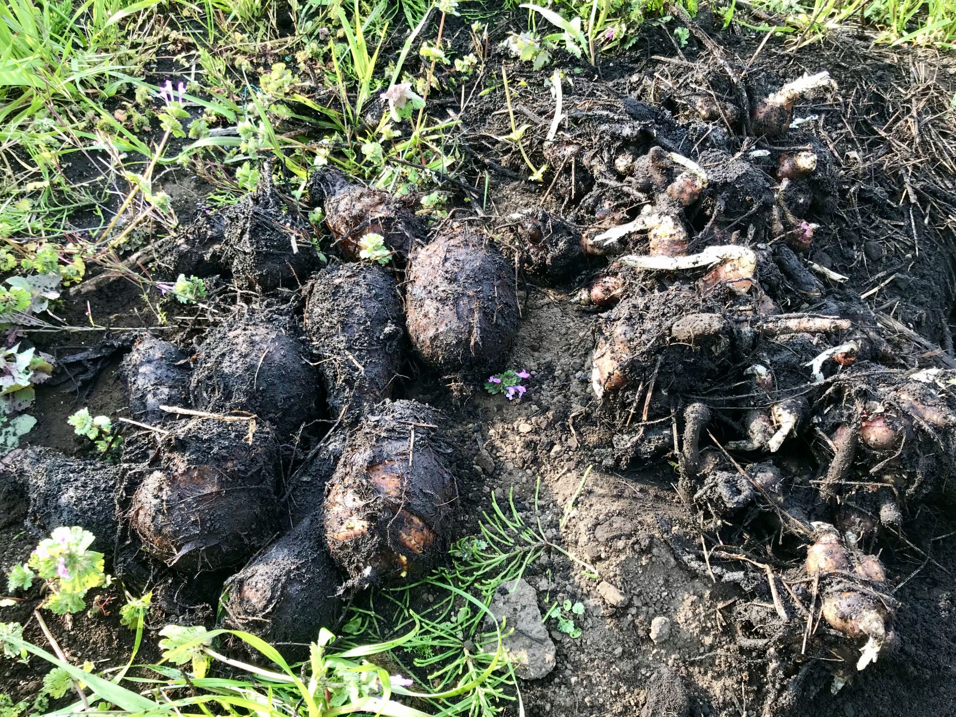 地中から掘り出したヤーコンの塊茎と里芋