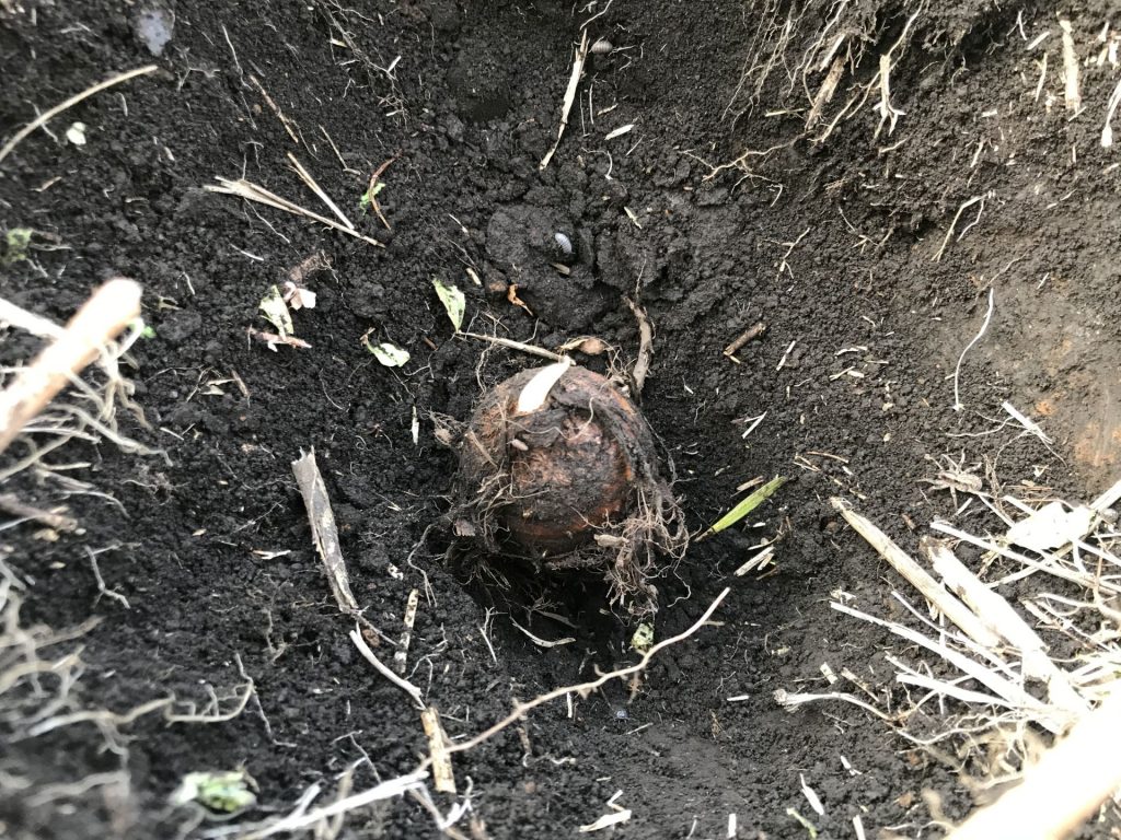 穴に里芋を埋めたところ
