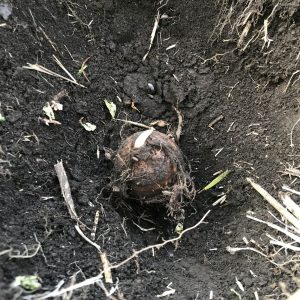 穴に里芋を埋めたところ