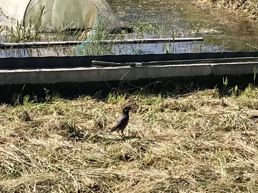 田んぼに訪れた小鳥さん
