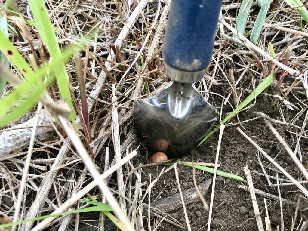 スコップで土を持ち上げて種を入れたところ