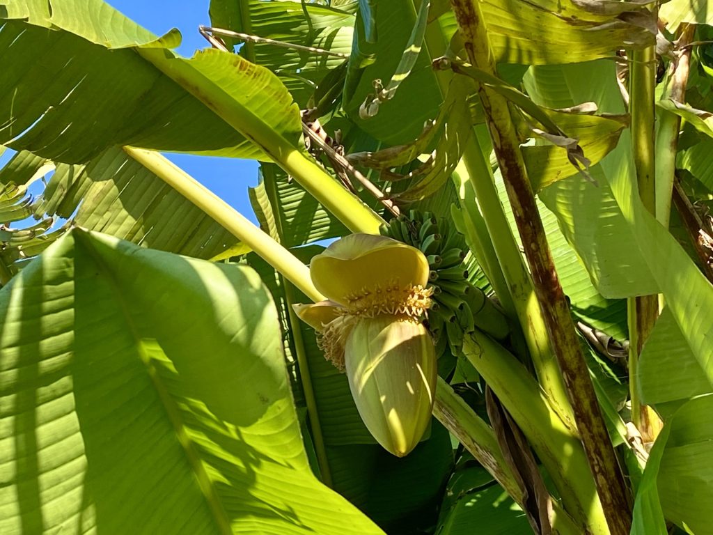 バナナの花の写真