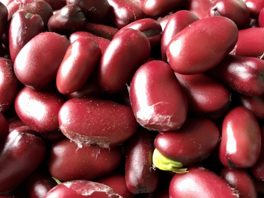 赤そら豆の写真