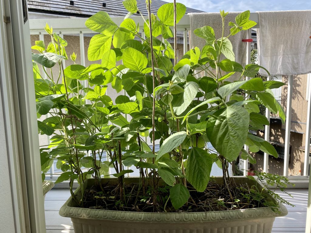 ベランダで育っているプランター大豆の写真