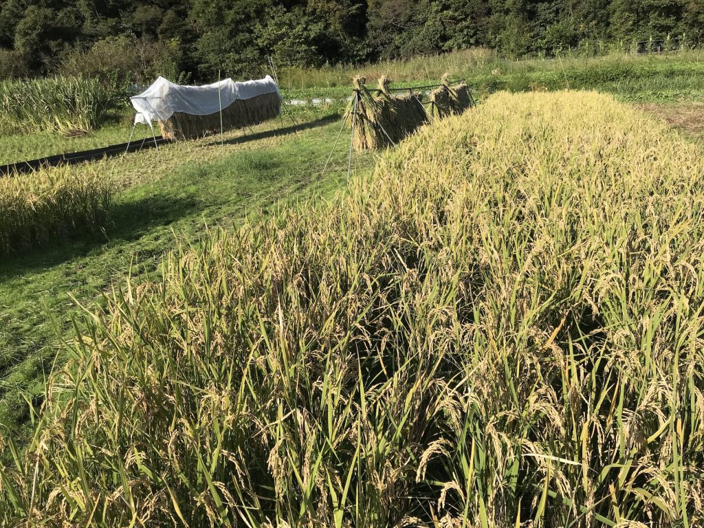 収穫途中の田んぼの写真