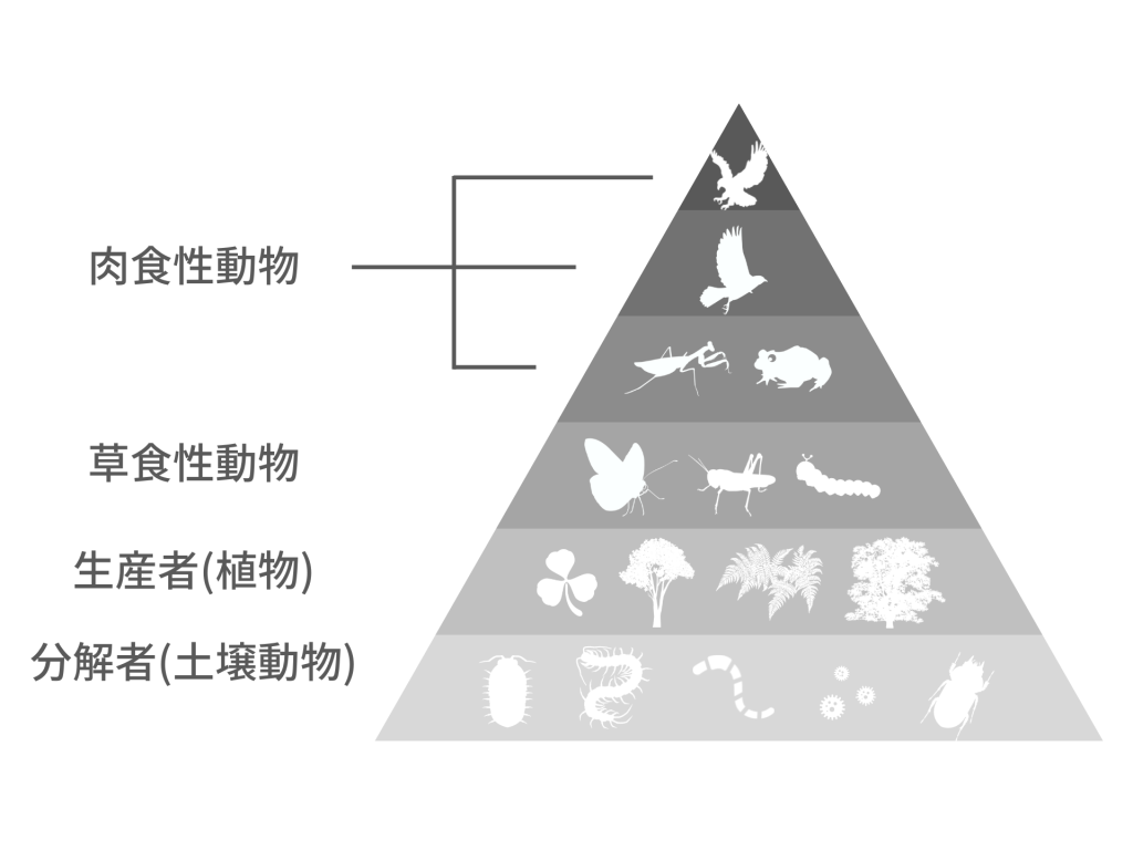 食物連鎖ピラミッドの写真
