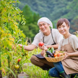 夫婦で野菜を収穫している写真