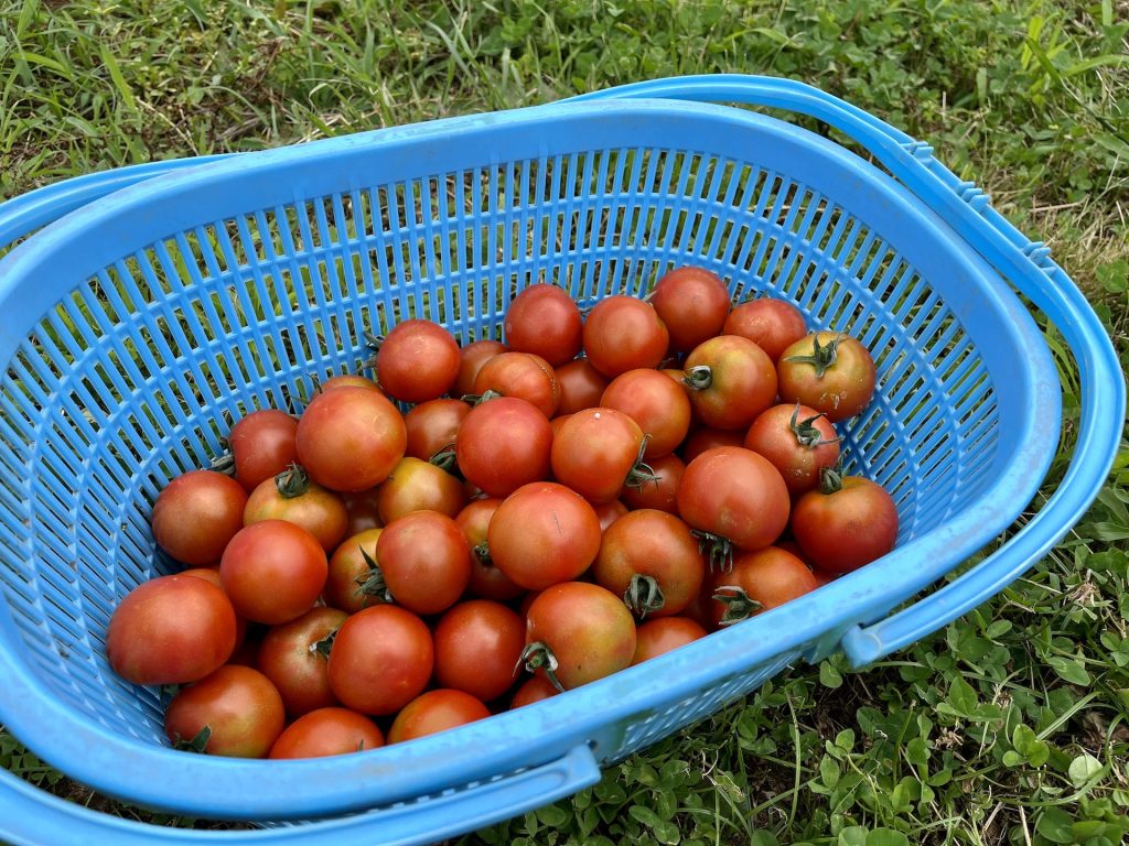 収穫したミニトマトの写真