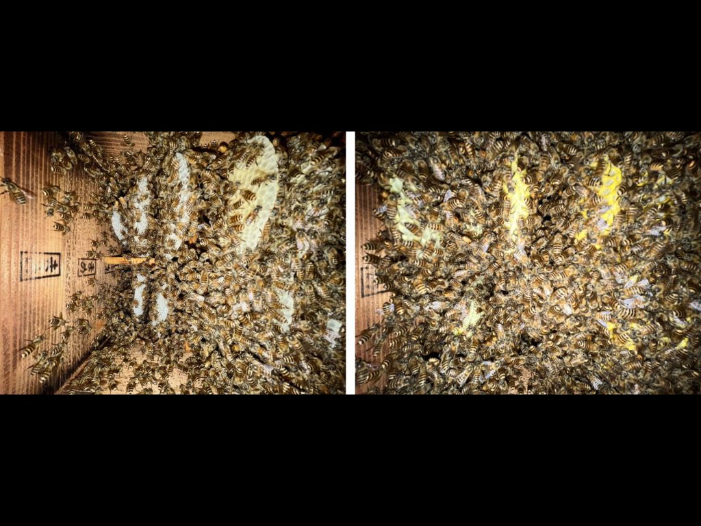 ミツバチの巣箱内比較