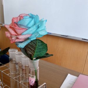 バラの実験