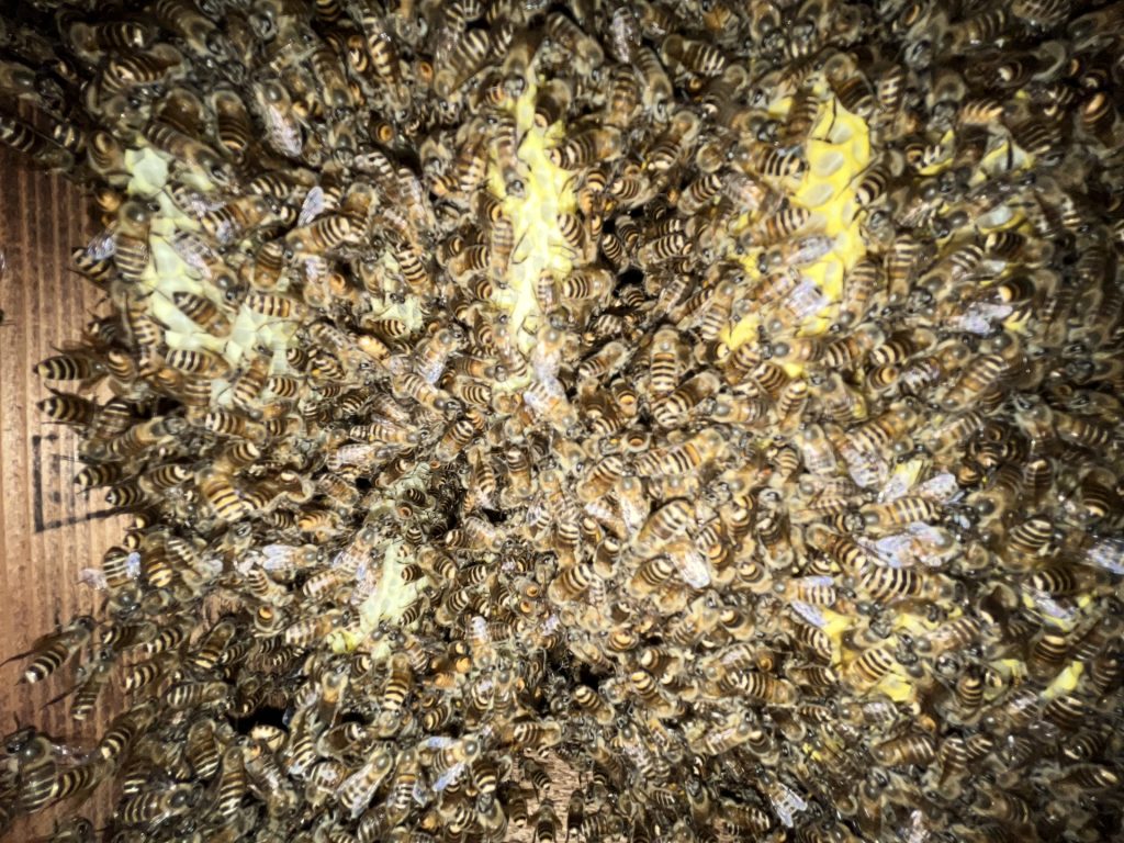 巣箱の中のミツバチ