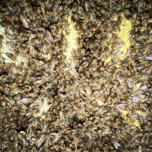 巣箱の中のミツバチ