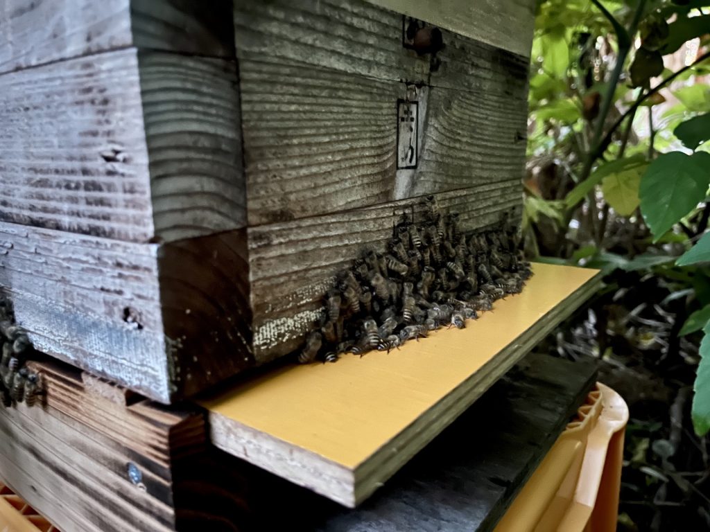 巣箱とミツバチ