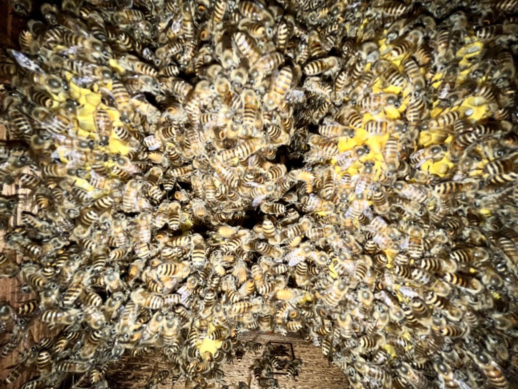 巣箱内のミツバチ