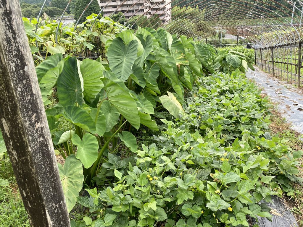 里芋の栽培の様子