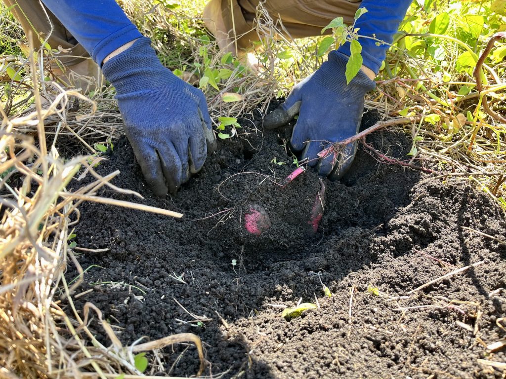 サツマイモの芋掘り