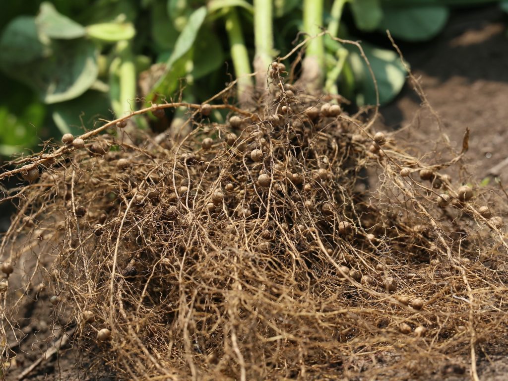 やせ地でも育ち、土を肥沃にする根粒菌