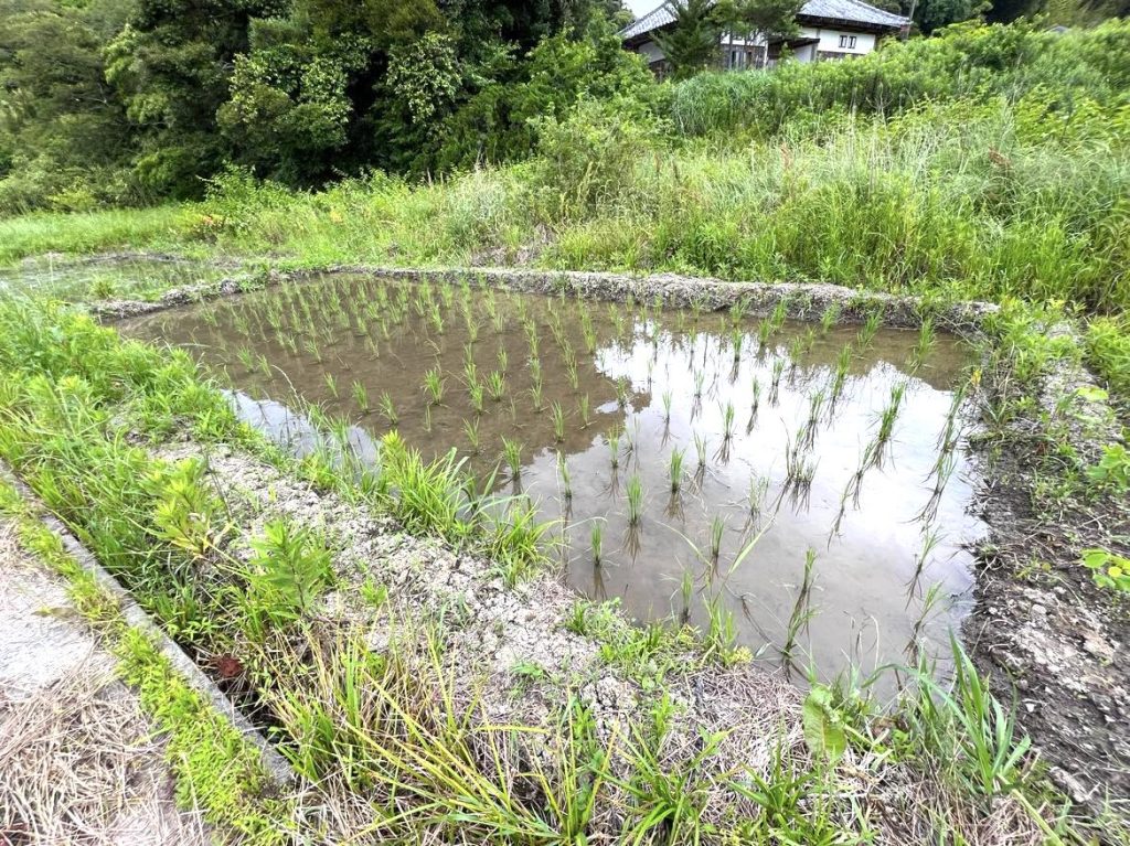 雨水だけでお米を栽培する方法