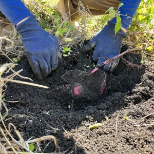 よい土を作る方法